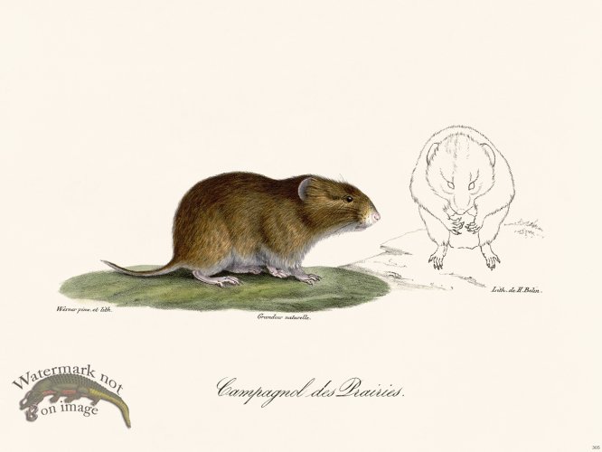 (image for) Cuvier 305 Eampagnd Des Lrairies