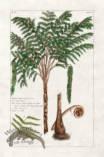 (image for) Buchoz Palm 10