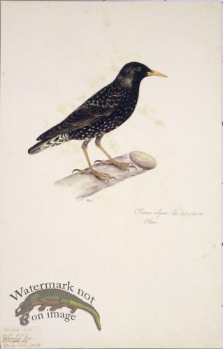 (image for) 104 Swedish Birds . Sturnus Vulgaris, Male, Starling