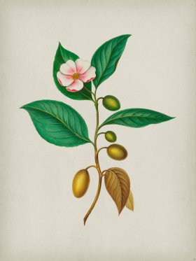 Andean Botanicals 006