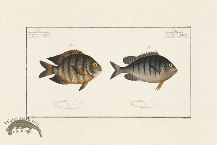 (image for) BLOCH FISH 213