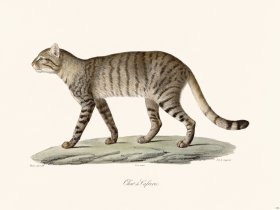 Cuvier 122 Cafrerie Cat
