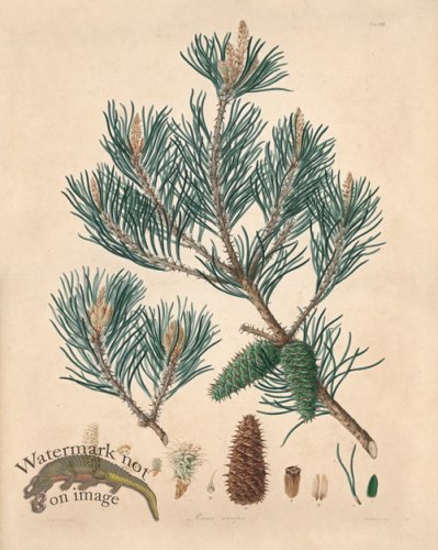 (image for) Lambert Pine 13