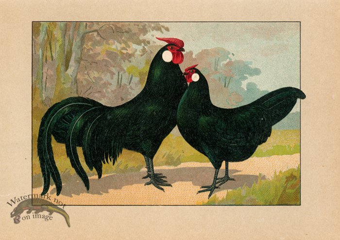 (image for) Chicken 51