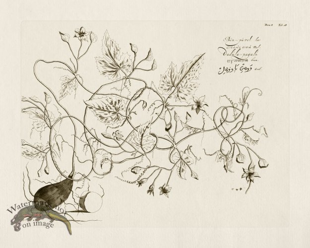 (image for) HORTUS VOl 08 18