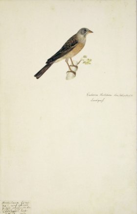 78 Swedish Birds . Emberiza Hortulana, Ortolan Bunting