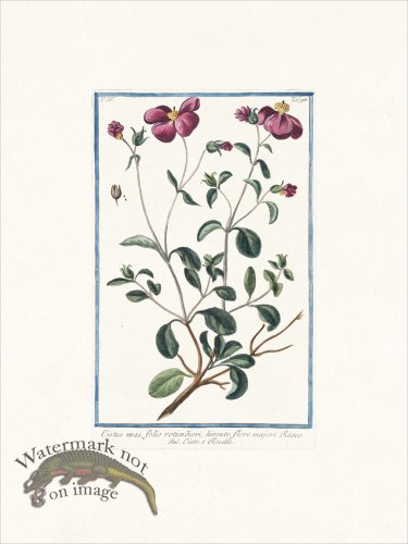 (image for) Bonelli 398 Rock-rose