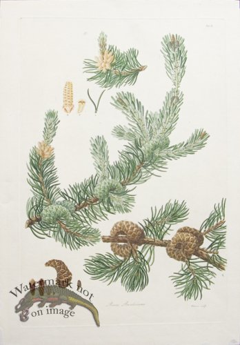 (image for) LG Pine Cone 13