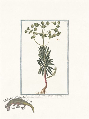 (image for) Bonelli 023 Titimale