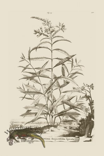 (image for) Abraham Munting 153