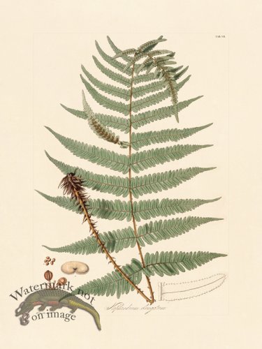 (image for) Hooker Fern 07