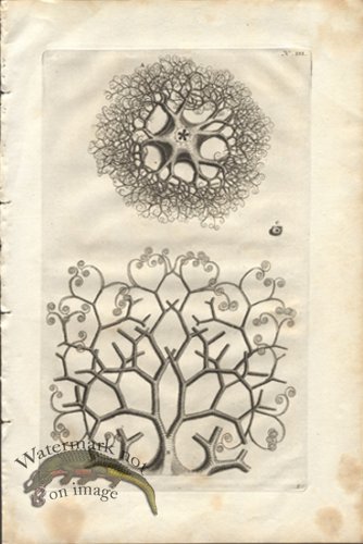 (image for) Rumphius 16