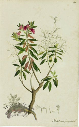 (image for) 1828_Gmp 082