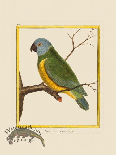 (image for) Martinet Bird 288