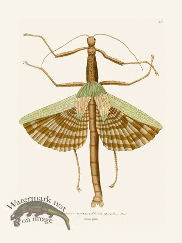 (image for) 043 Mantis Giant