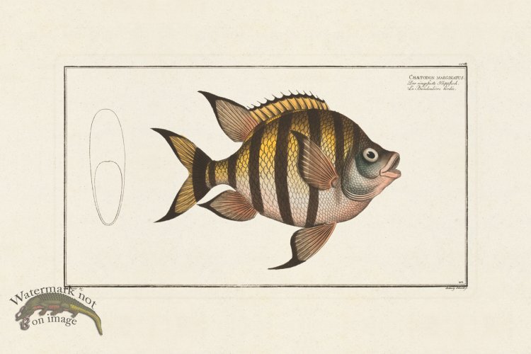 (image for) BLOCH FISH 207