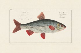 (image for) Bloch Fish 002