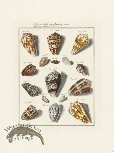 (image for) Martini Shells 021