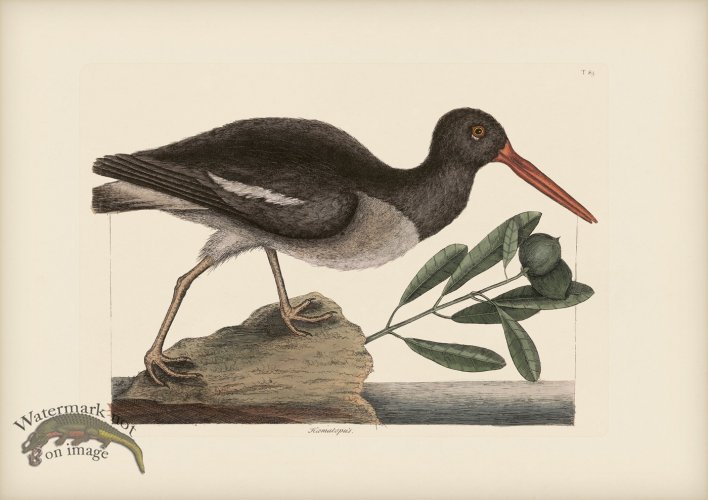 (image for) 085 Oystercatcher