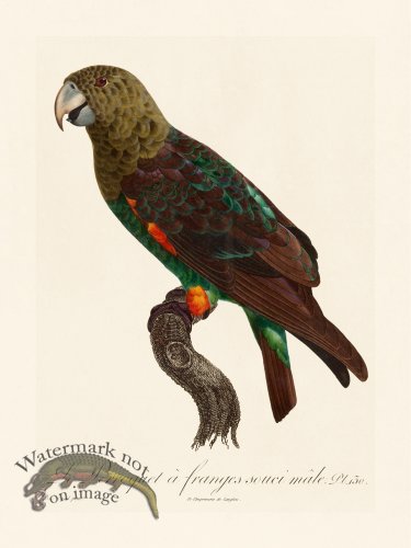(image for) Barraband Parrot 130