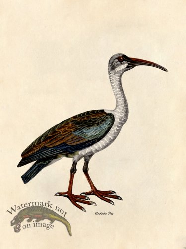 (image for) Hadada Ibis - Tribute Bd 28