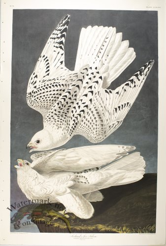 (image for) Iceland or Jer Falcon