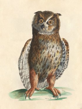 Long-eared Owl - Tribute Bd 67 M