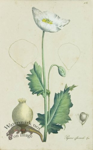 (image for) 1828_Gmp 005