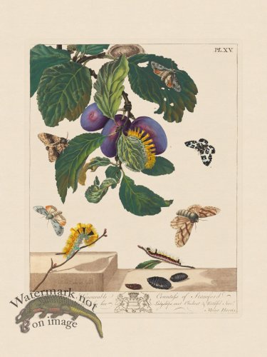 (image for) Moses Harris Insects 15