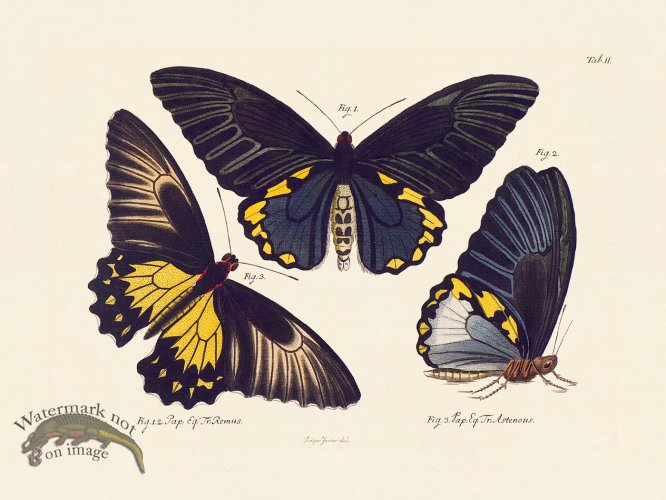 (image for) Jablonsky Butterfly 002