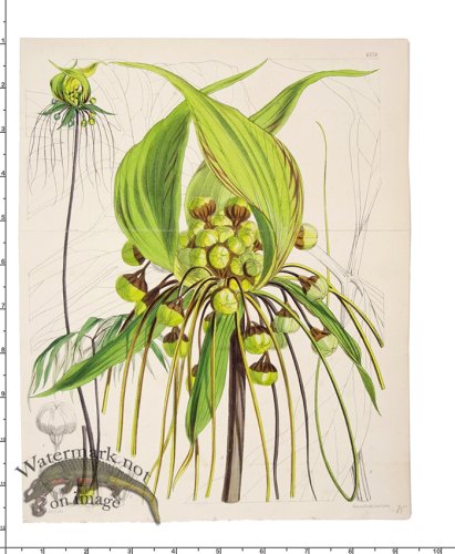 (image for) Curtis Botanical 015