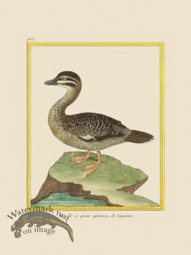 (image for) Martinet Bird 967