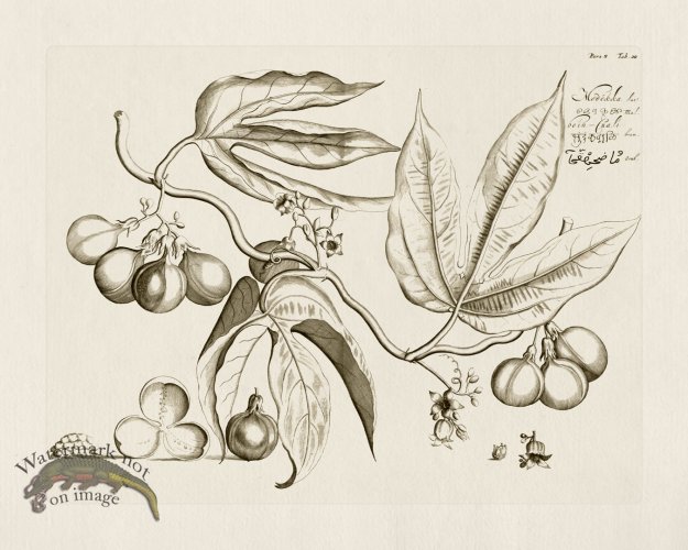 (image for) HORTUS VOl 08 20