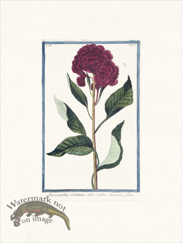 (image for) Bonelli 357 Amaranth