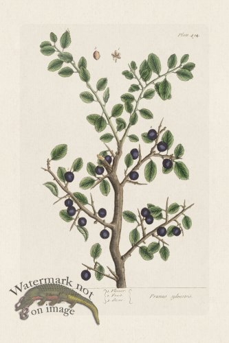 (image for) BEE 494The Sloe=tree