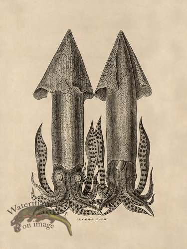 (image for) Octopus Tan 35