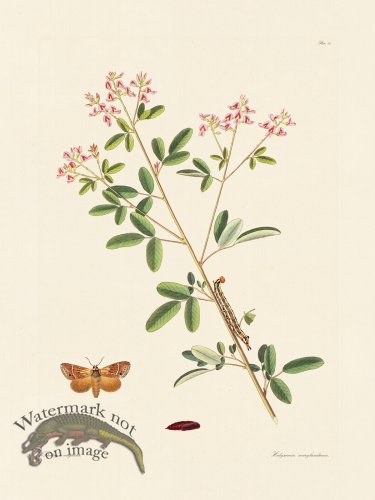 (image for) Abbot Butterfly 084