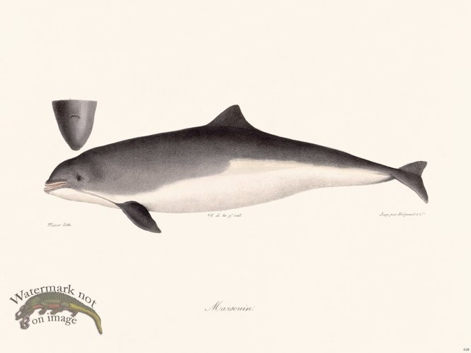 (image for) Cuvier 428 Marsoun