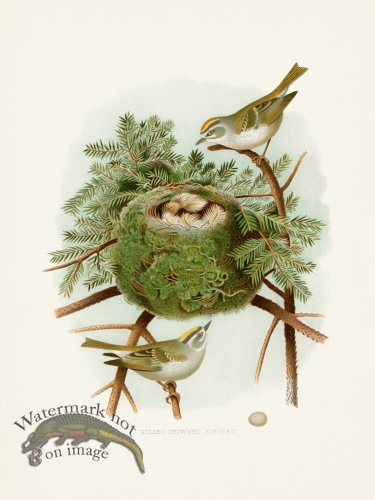 (image for) Thomas Gentry Bird 32