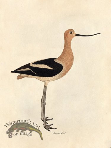 American Avocet - Tribute Bd 11