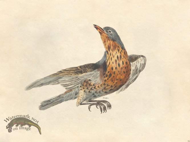 (image for) Fieldfare - Tribute Bd 54 M