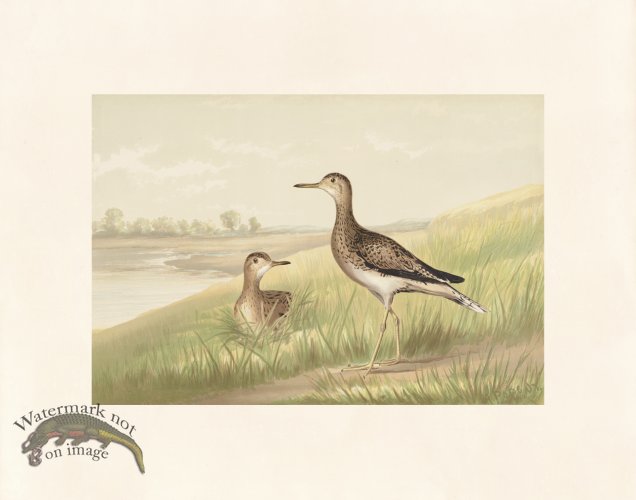 (image for) Pope 15 Upland Plover