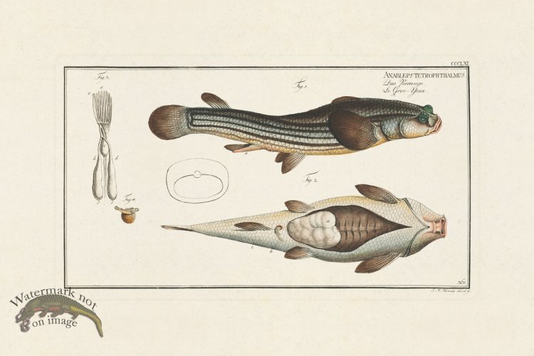 (image for) BLOCH FISH 361