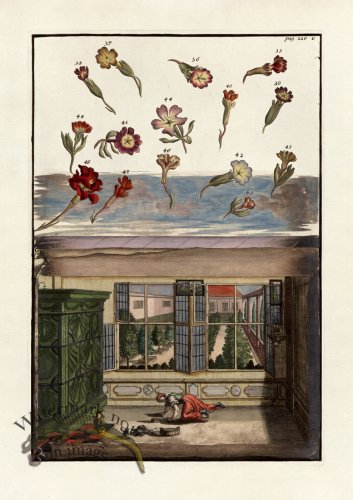 (image for) Volckamer 095