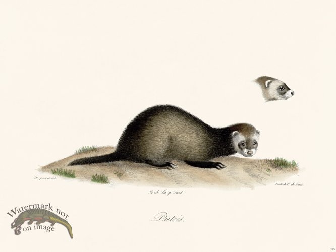 (image for) Cuvier 225 Polecat