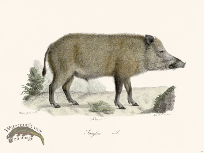 (image for) Cuvier 243 Male Mangler