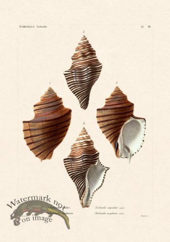 (image for) French Shell 050