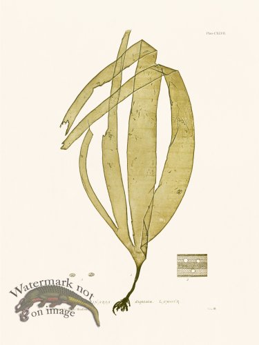 (image for) Bradbury Seaweed 147