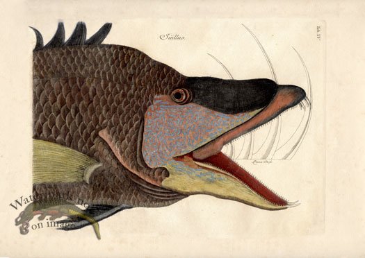 (image for) Catesby Fish 11