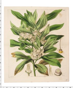 Curtis Botanical 045